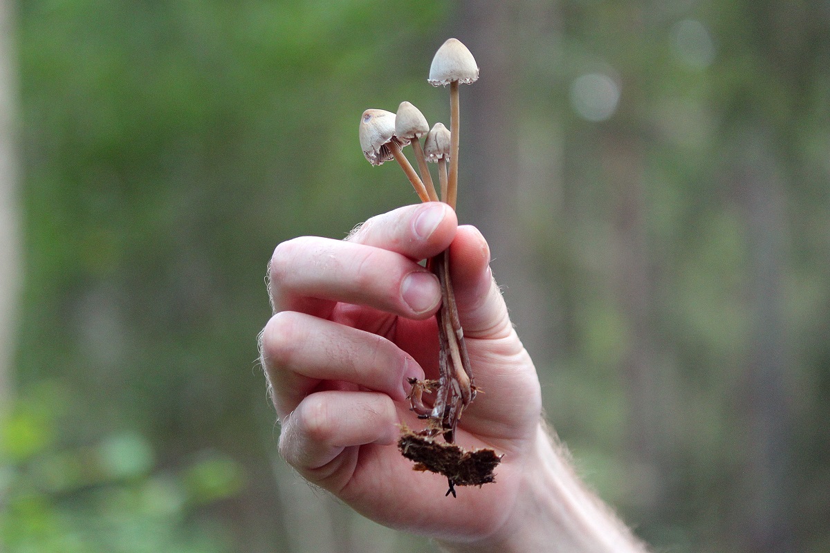 Where to Find Magic Mushrooms - Amazing Shrooms